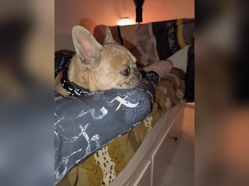 Französische Bulldogge sucht entgültiges Zuhause