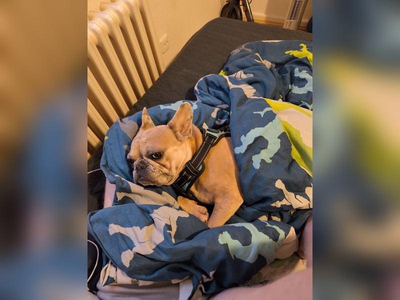 Französische Bulldogge sucht dringend ein neues Zuhause