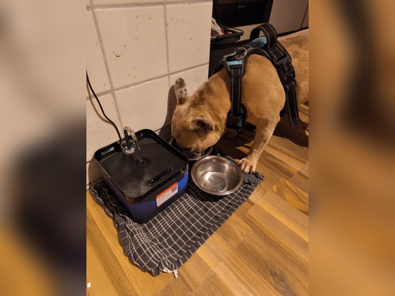 Französische Bulldogge sucht entgültiges Zuhause