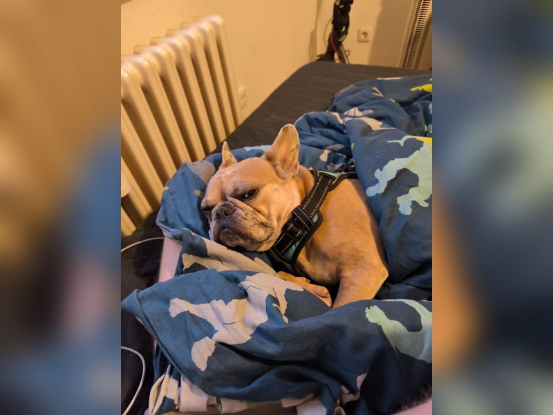 Französische Bulldogge sucht entgültiges Zuhause