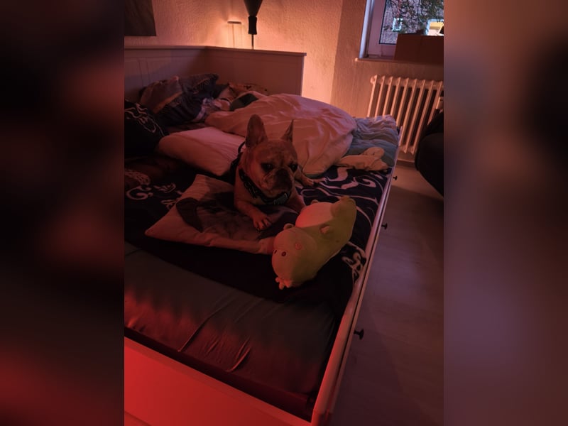 Französische Bulldogge sucht entgültiges Zuhause