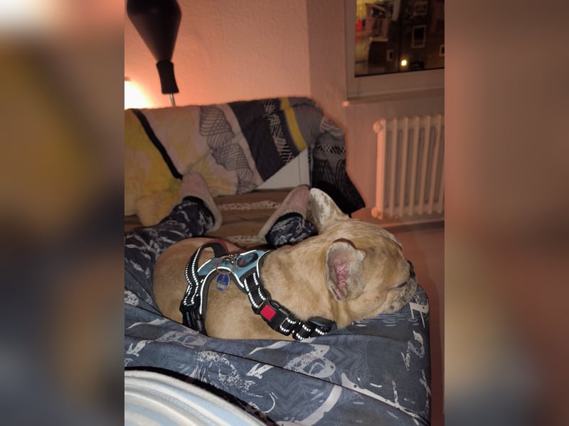 Französische Bulldogge sucht entgültiges Zuhause