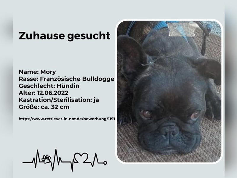 Zuhause gesucht für unsere Mory – kleine Bulldoggen-Prinzessin mit großem Herz