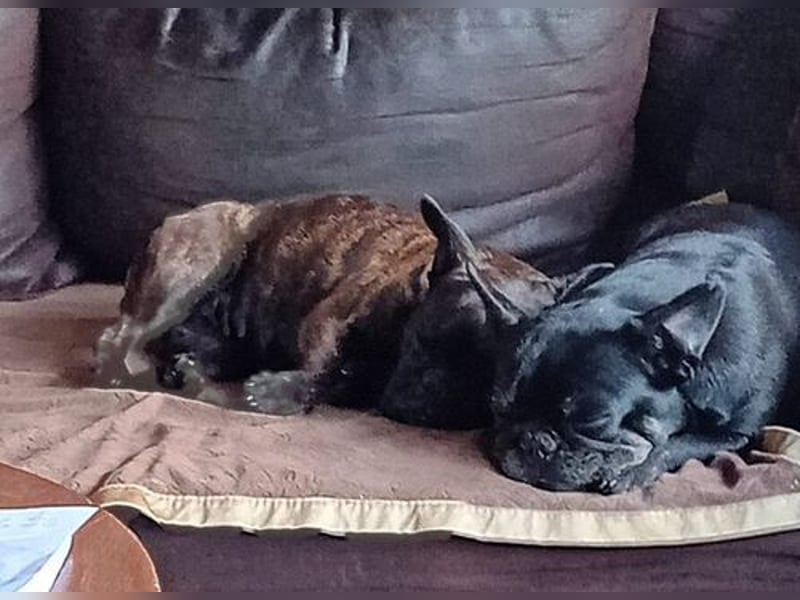 Zuhause gesucht für unsere Mory – kleine Bulldoggen-Prinzessin mit großem Herz
