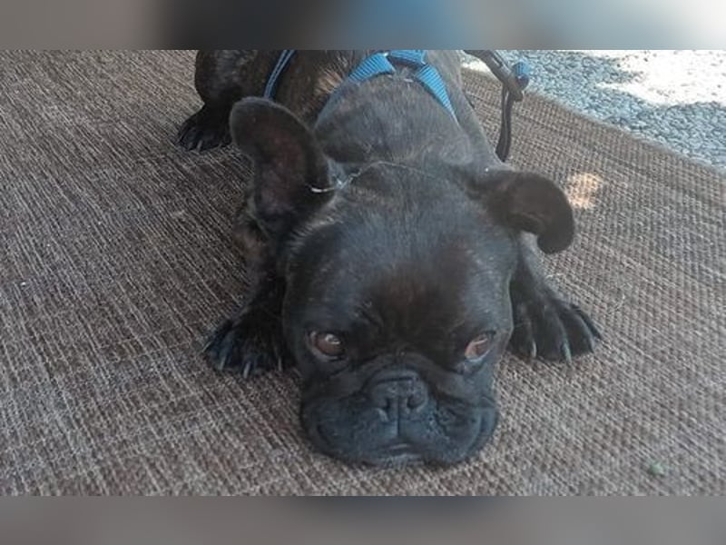 Zuhause gesucht für unsere Mory – kleine Bulldoggen-Prinzessin mit großem Herz
