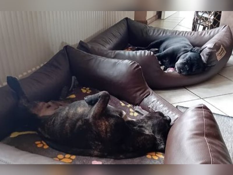 Zuhause gesucht für unsere Mory – kleine Bulldoggen-Prinzessin mit großem Herz