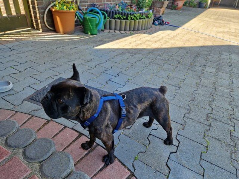 Zuhause gesucht für unsere Mory – kleine Bulldoggen-Prinzessin mit großem Herz