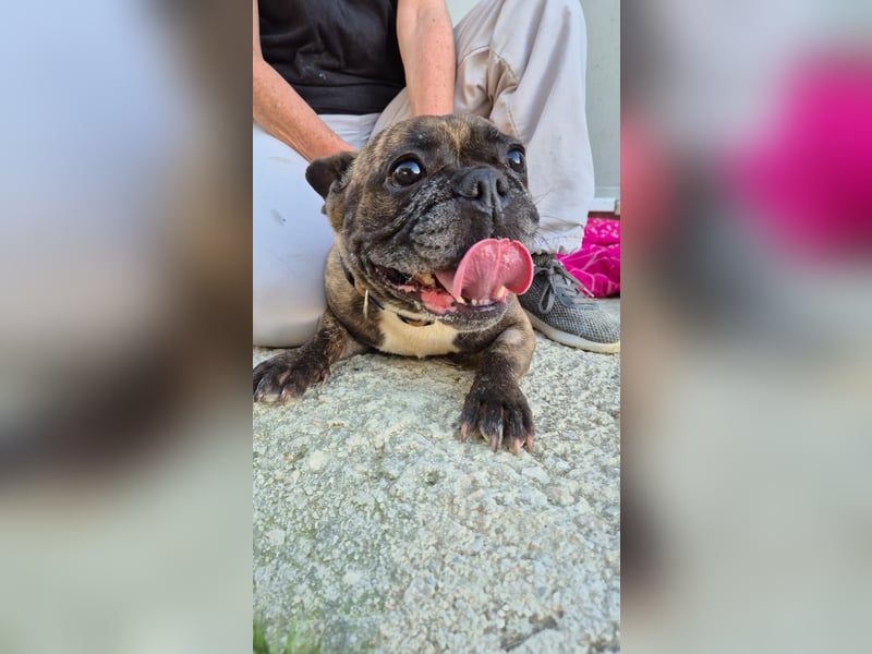 Zwei Frenchies suchen zusammen ihr Glück