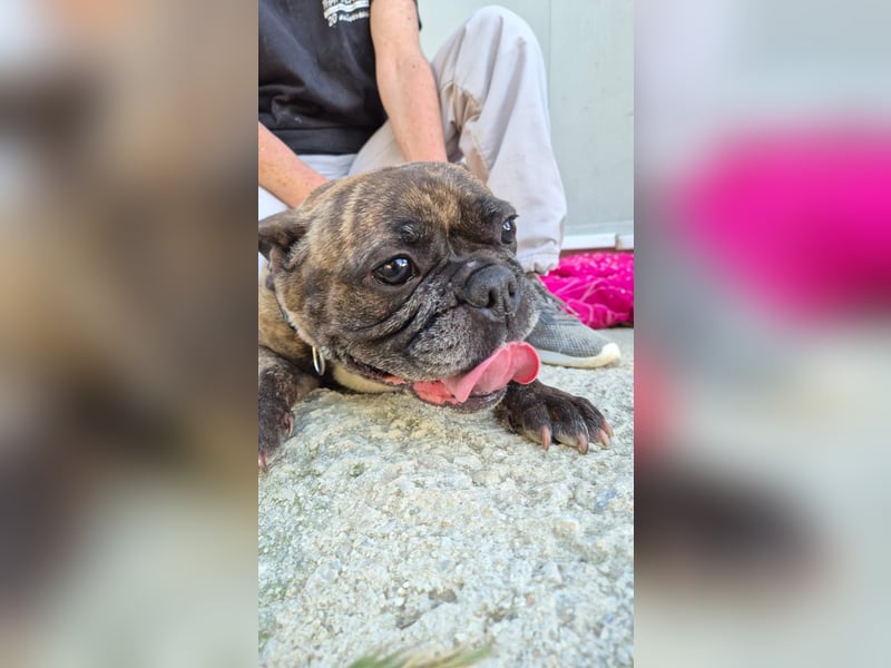Zwei Frenchies suchen zusammen ihr Glück