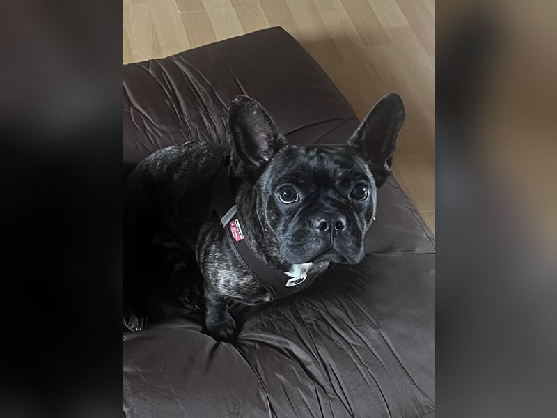 Neues Kuschelzuhause für Lou