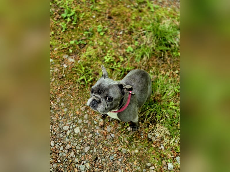 Französische Bulldogge sucht neues Zuhause
