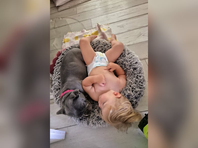Französische Bulldogge sucht neues Zuhause