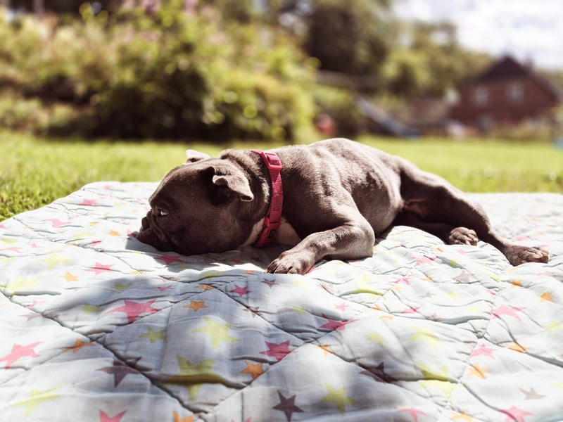 Französische Bulldogge sucht neues Zuhause
