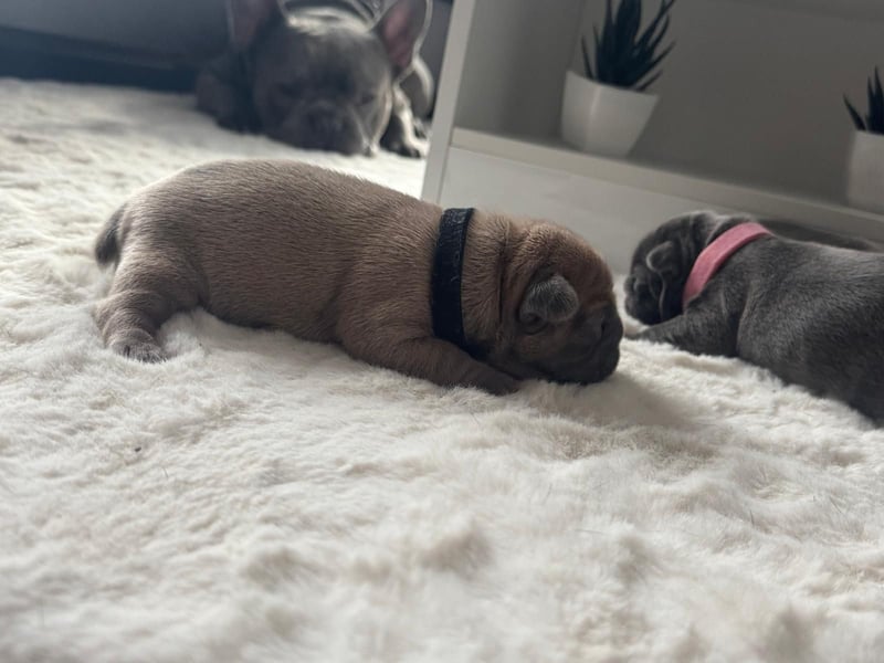 Wunderschöne französische bulldogge welpen suchen wundervolle Menschen