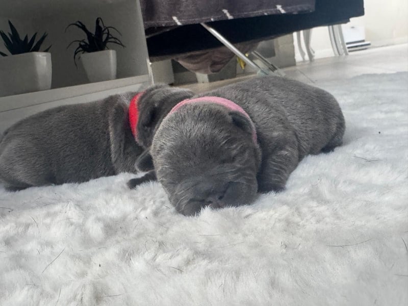 Wunderschöne französische bulldogge welpen suchen wundervolle Menschen