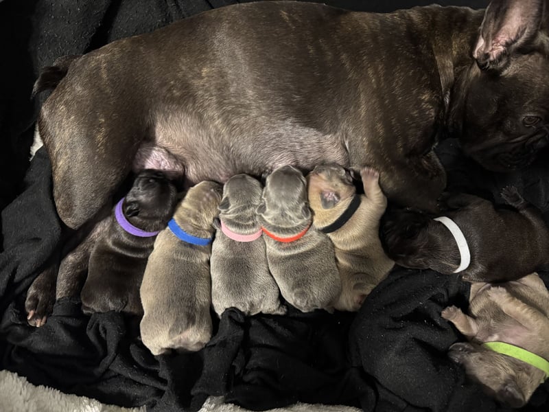 Wunderschöne französische bulldogge welpen suchen wundervolle Menschen