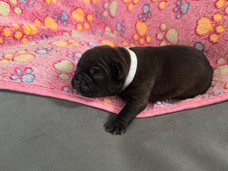 Wunderschöne französische bulldogge welpen suchen wundervolle Menschen