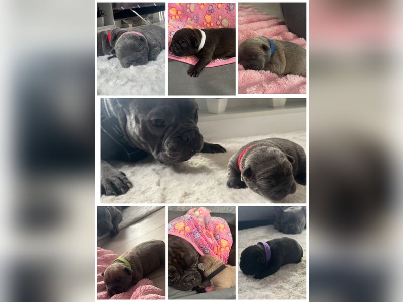 Wunderschöne französische bulldogge welpen suchen wundervolle Menschen