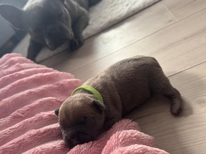 Wunderschöne französische bulldogge welpen suchen wundervolle Menschen