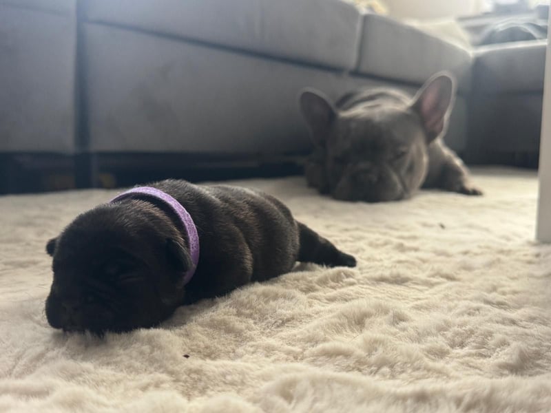 Wunderschöne französische bulldogge welpen suchen wundervolle Menschen