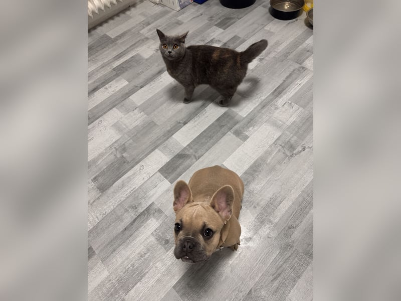 Französische Bulldogge Hündin Junghund (bis 6 Monate) Hell Creme