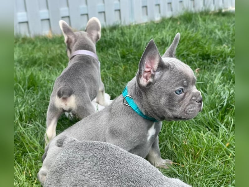 Französische Bulldoggen Welpen mit AT und Nase