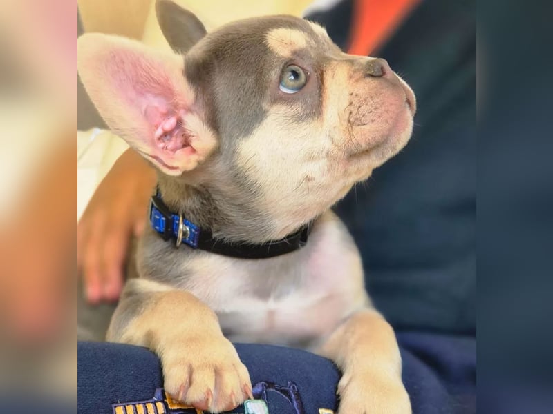 Französische Bulldoggen Welpen mit AT und Nase