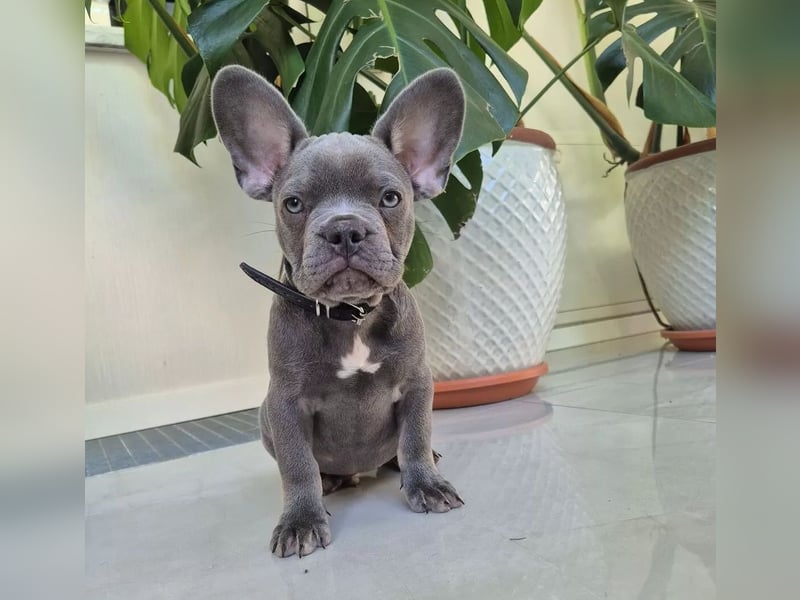 Französische Bulldoggen Welpen mit AT und Nase