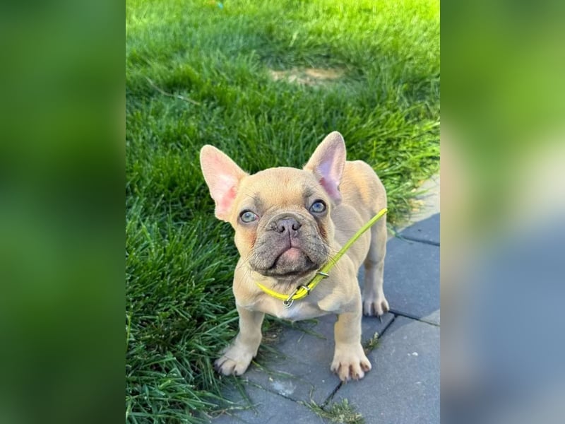 Französische Bulldoggen Welpen mit AT und Nase
