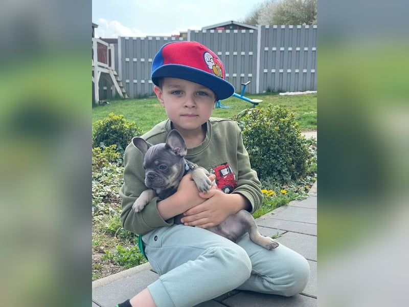 Französische Bulldoggen Welpen mit AT und Nase