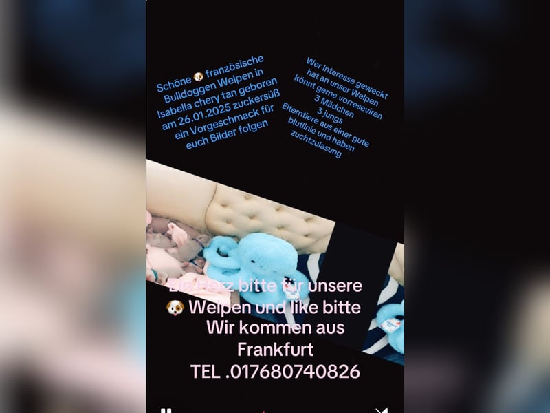 Französische Bulldog, Welpen  im Isabella -Chery tan