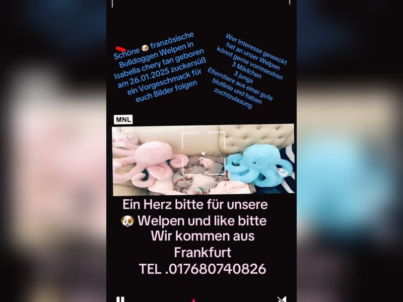 Französische Bulldogg Welpen 