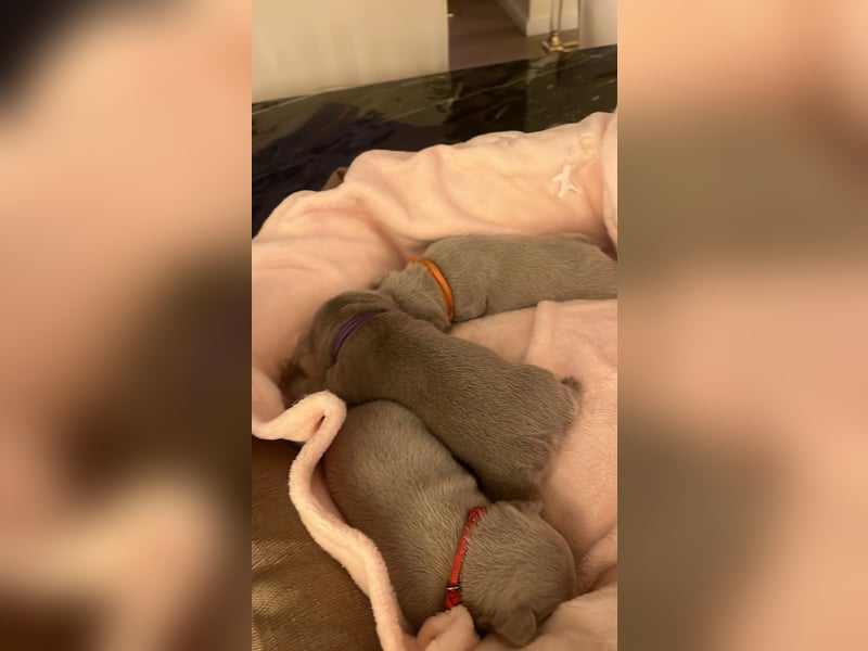 Französische Bulldog, Welpen  im Isabella -Chery tan