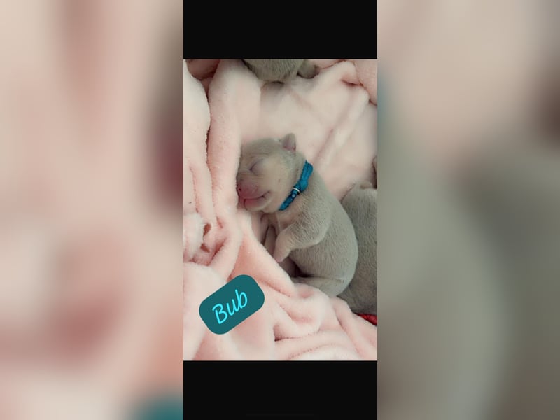 Französische Bulldogge Welpen 