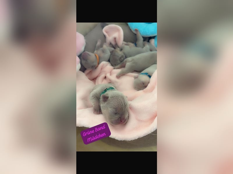 Französische Bulldog, Welpen  im Isabella -Chery tan