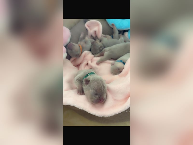 Französische Bulldog, Welpen  im Isabella -Chery tan