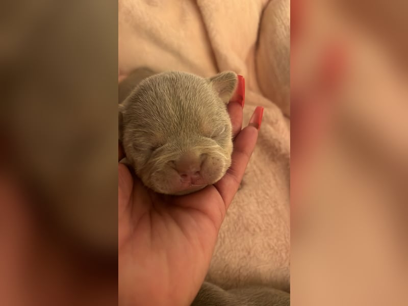 Französische Bulldog, Welpen  im Isabella -Chery tan