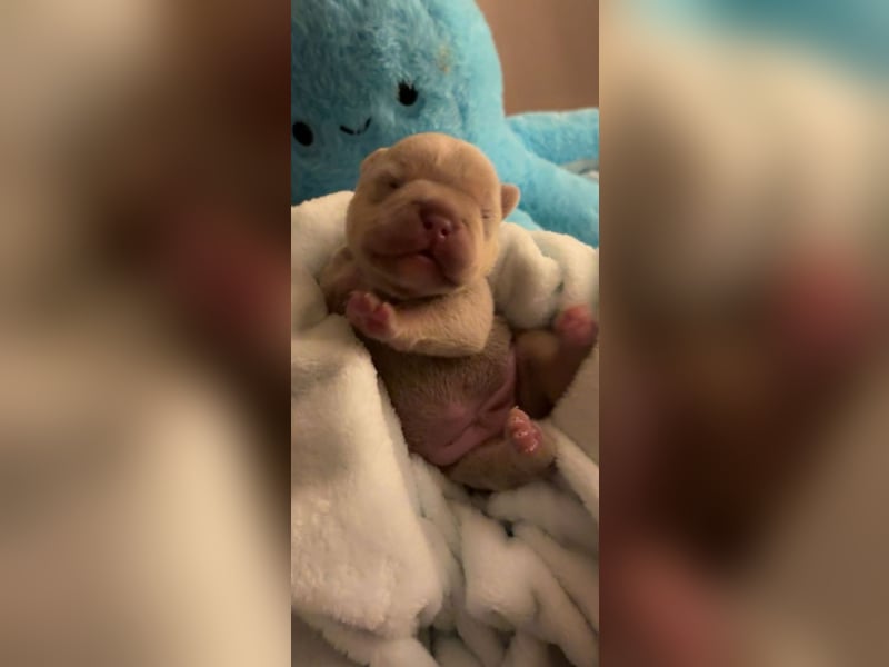 Französische Bulldog, Welpen  im Isabella -Chery tan