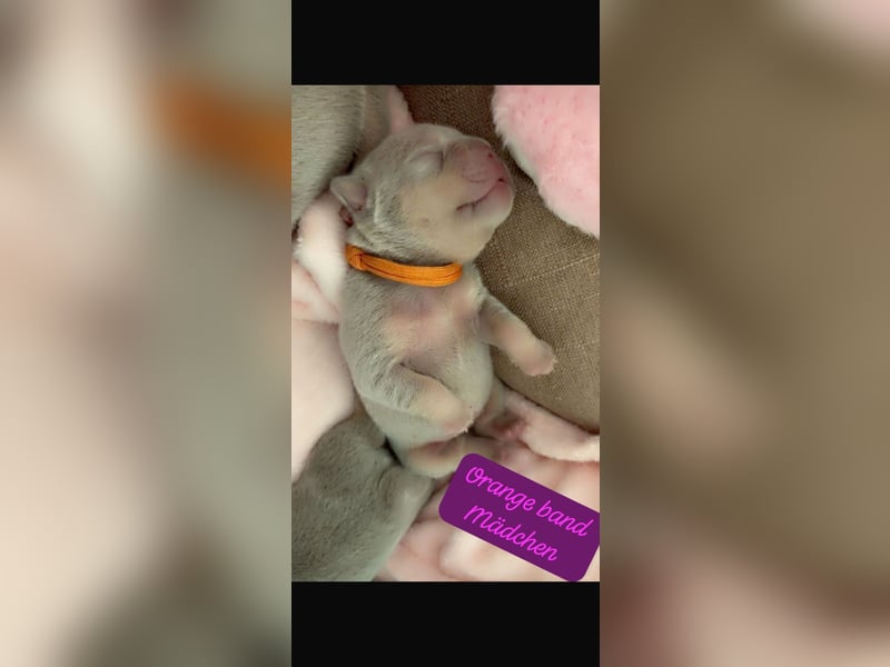 Französische Bulldog, Welpen  im Isabella -Chery tan