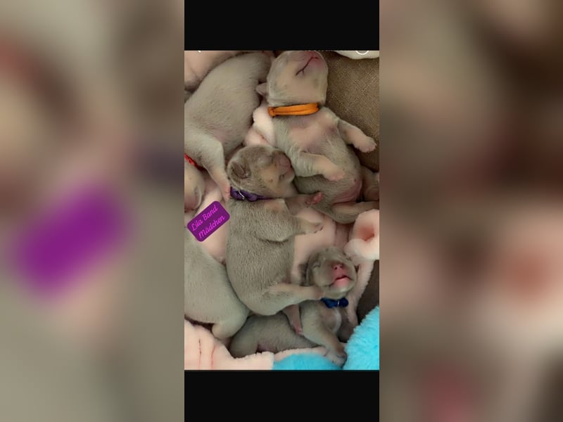 Französische Bulldogge Welpen 