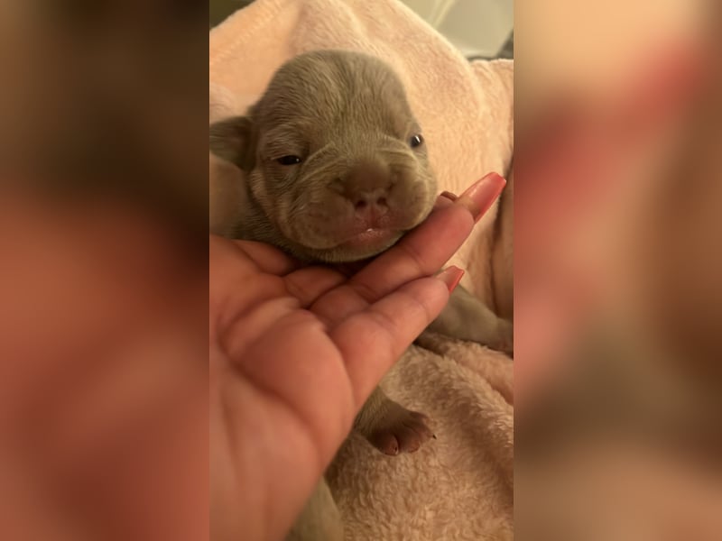 Französische Bulldog, Welpen  im Isabella -Chery tan