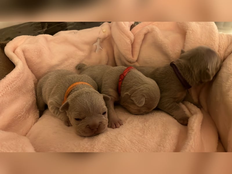 Französische Bulldog, Welpen  im Isabella -Chery tan