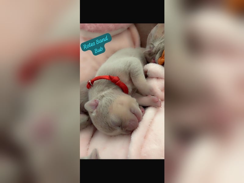 Französische Bulldog, Welpen  im Isabella -Chery tan