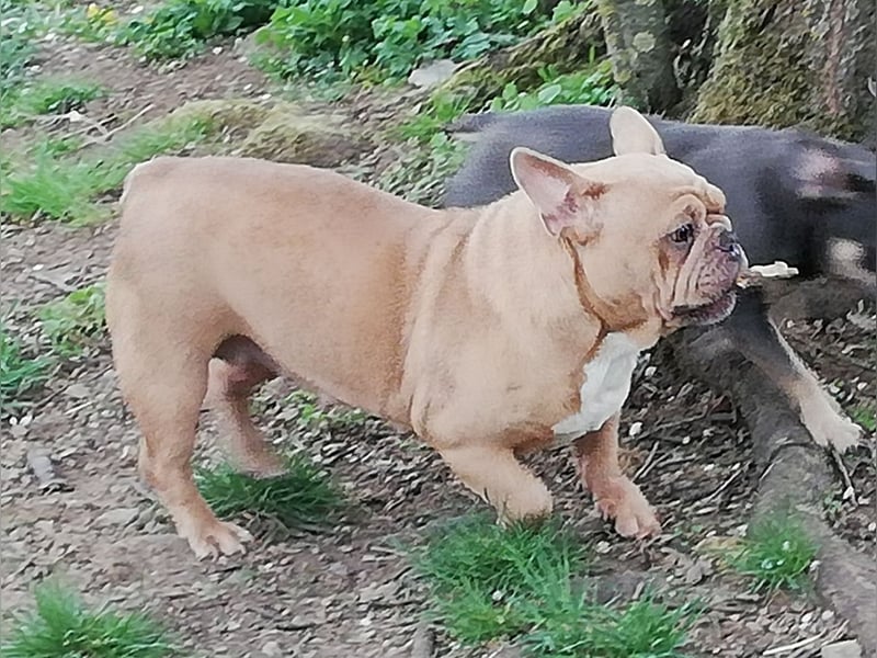 Französische Bulldogge Mädchen