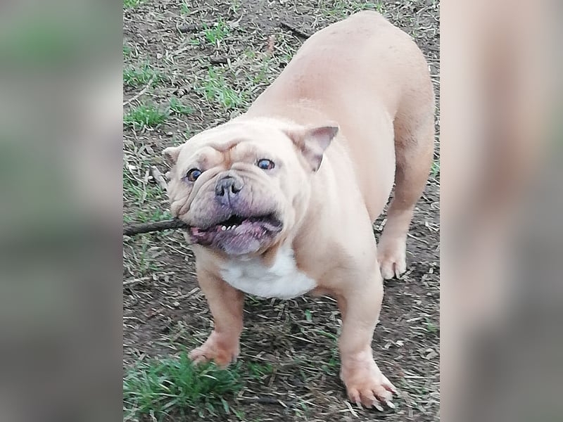 Französische Bulldogge Mädchen