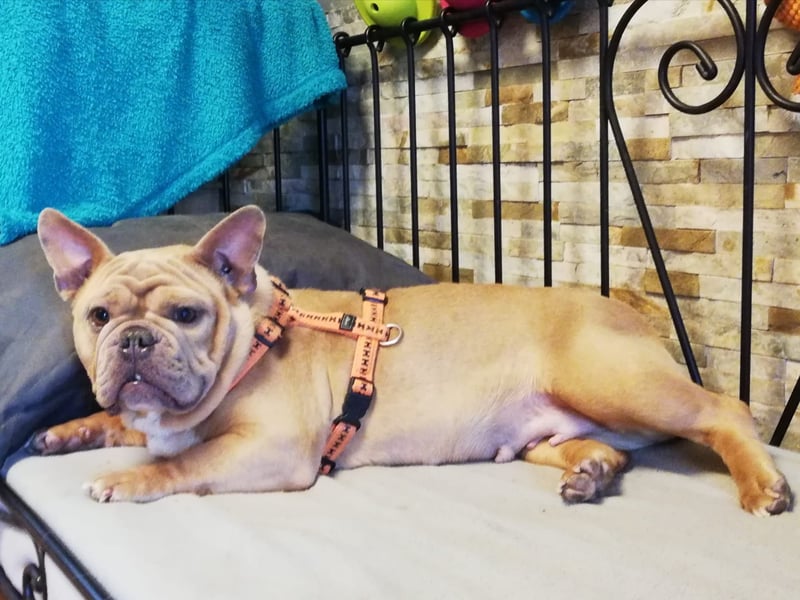 Französische Bulldogge Mädchen