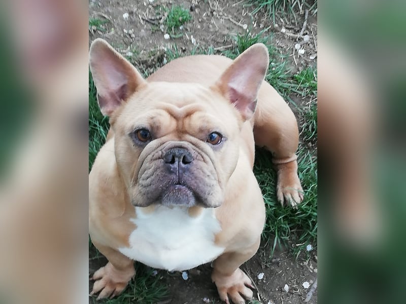 Französische Bulldogge Mädchen
