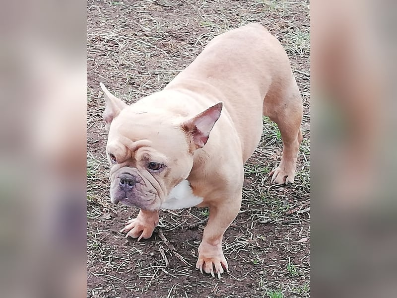 Französische Bulldogge Mädchen