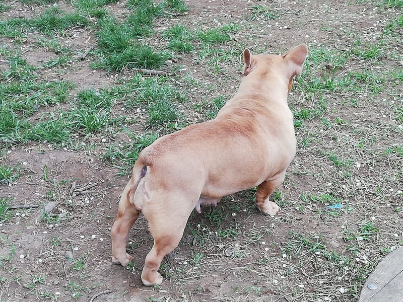 Französische Bulldogge Mädchen