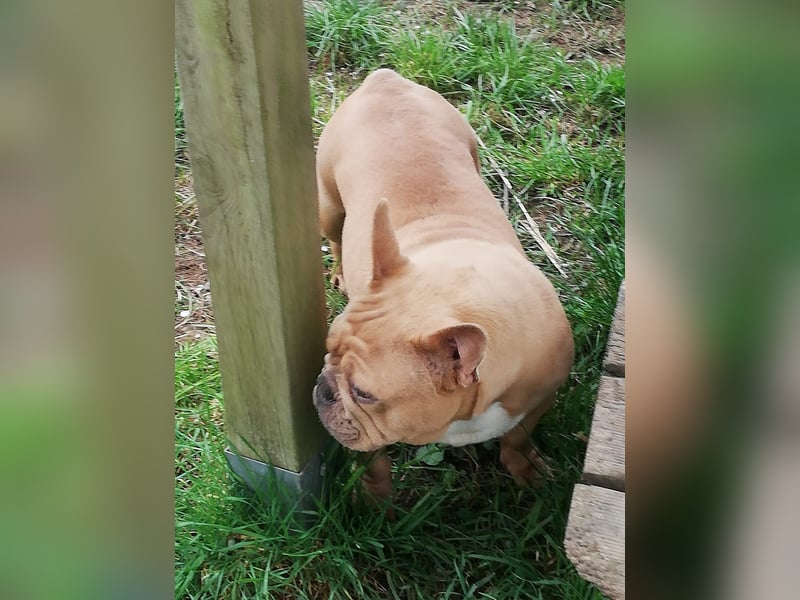 Französische Bulldogge Mädchen